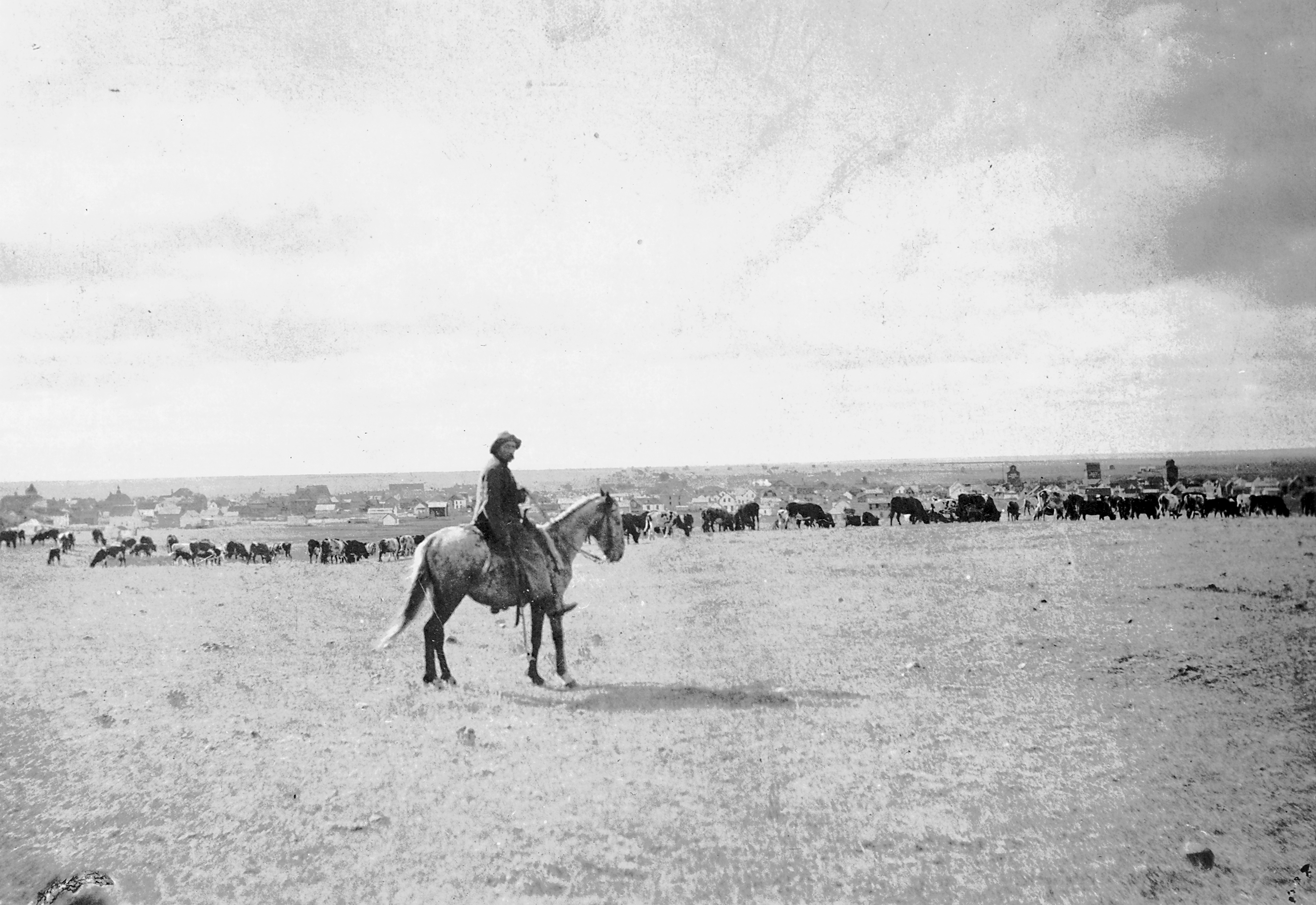 Cattle grazing just above the future CCI site. ca. 1900<br>- image from Moose Jaw Public Library Archives